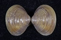 藏品(臺灣蜆)的圖片